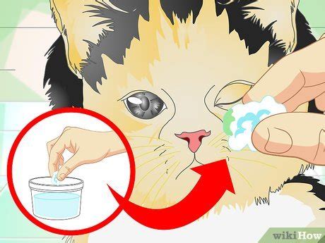 types of cat eye|kittens sore eyes home remedy.